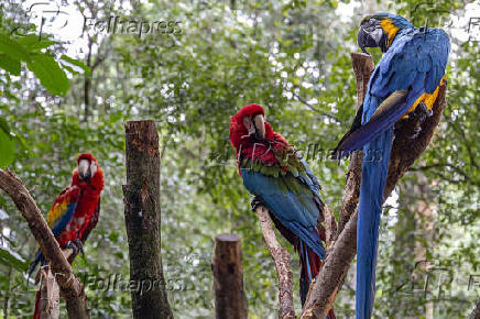 Araras-vermelhas e Araras-canindé no Parque das Aves, em Foz do Iguaçu (PR)