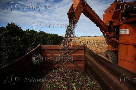 Coffee beans plantation near Brasilia