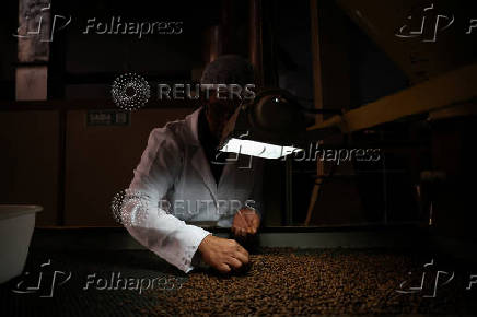 Coffee beans plantation near Brasilia