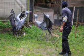 South Africa?s Blue Crane Battling Extinction Amidst Changing Landscapes