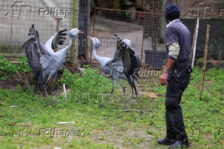 South Africa?s Blue Crane Battling Extinction Amidst Changing Landscapes