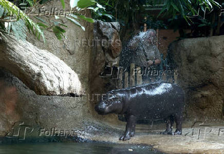 Mini hippo Toni gets a refreshing shower during the ongoing heatwave at the zoo in Berlin