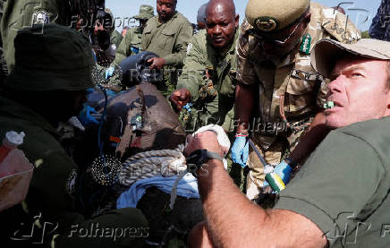 KWS rangers translocate endangered black rhinos from the Ol Pejeta Conservancy to establish a new breeding population at the Segera Conservancy in Laikipia