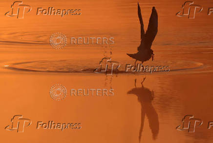 Gull catches newt at sunrise in Richmond Park in London