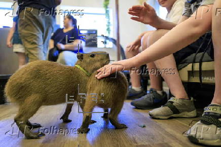Florida animal cafe offers capybara encounters