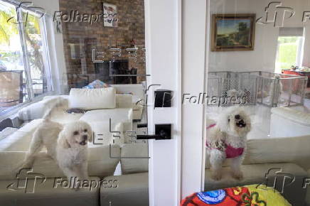Animal NGO rescues homeless pets after owners deported from the US