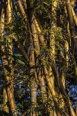 Bosque Municipal Rangel Pietraróia, na cidade de Marília (SP)