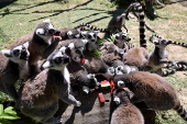 Animals at Skopje zoo receive frozen fruit amid heatwave