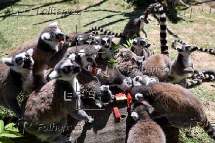 Animals at Skopje zoo receive frozen fruit amid heatwave