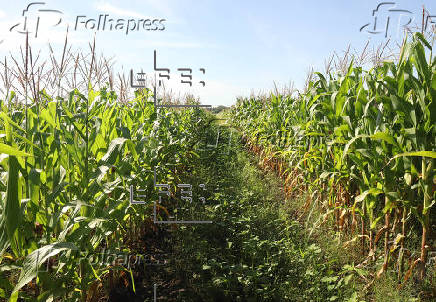 Productores de maíz del sureste de México enfrentan crisis debido a altas temperaturas
