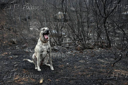 A dog sits in an area scorched by a wildfire, in Ribaute