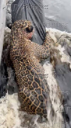 Jaguar with gunshot wounds rescued from Brazilian river