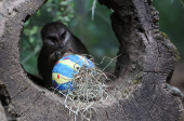 A meerkat examins a huge Easter Egg filled with mealworms in Gelsenkirchen