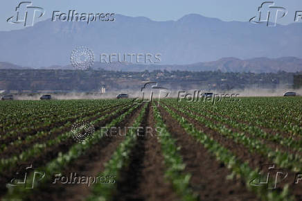U.S. federal agents and immigration officers raid an agricultural facility in Camarillo