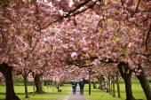 People walk along an avenue of blossoming Cherry trees in The Stray park in Harrogate, Britain