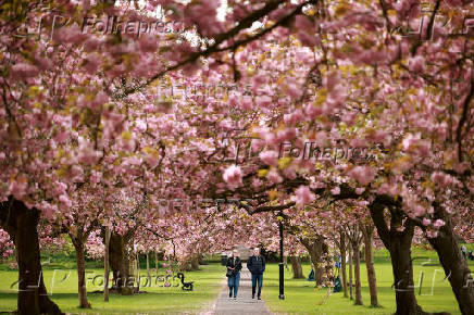 People walk along an avenue of blossoming Cherry trees in The Stray park in Harrogate, Britain