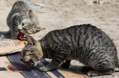 Somali man defies taboo to care for Mogadishu's stray dogs and cats