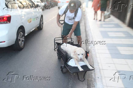 Tratamento adequado com cão idoso.