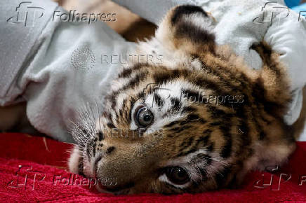 Siberian tiger quadruplets receive their first vaccination, in Magdeburg