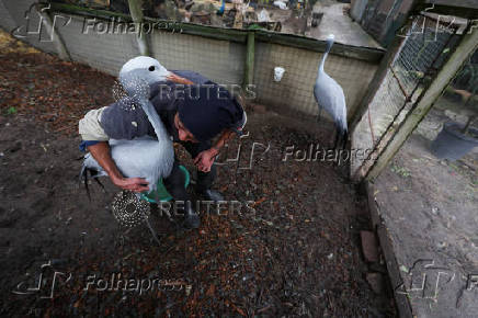 South Africa?s Blue Crane Battling Extinction Amidst Changing Landscapes