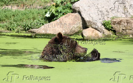 A bear cools down in a pond during the ongoing heatwave at the zoo
