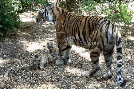 First media appearance of two tiger cubs born at the Budapest Zoo in April