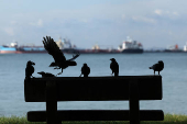 Crows sit atop a park bench along the coastline at East Coast Park in Singapore