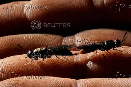 Cuban doctor builds insect farm to ease feed shortages and cut waste
