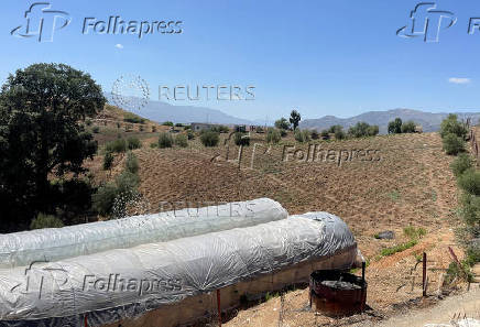 A view shows a cannabis field near the northern town of Bab Berred