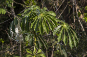Folhas da Embaúba no Bosque Municipal Rangel Pietraróia