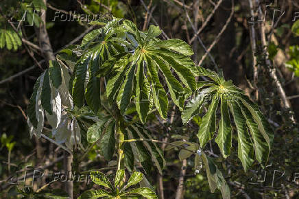 Folhas da Embaúba no Bosque Municipal Rangel Pietraróia