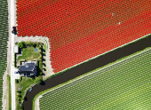 A drone view shows flower fields in Lisse