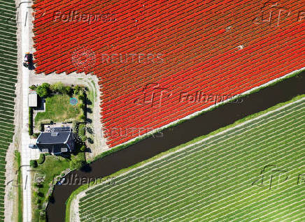 A drone view shows flower fields in Lisse
