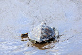 A green sea turtle named Solstice is released after six months of recovery, on Melenara Beach on the island of Gran Canaria