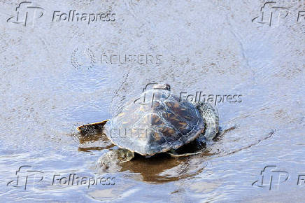 A green sea turtle named Solstice is released after six months of recovery, on Melenara Beach on the island of Gran Canaria