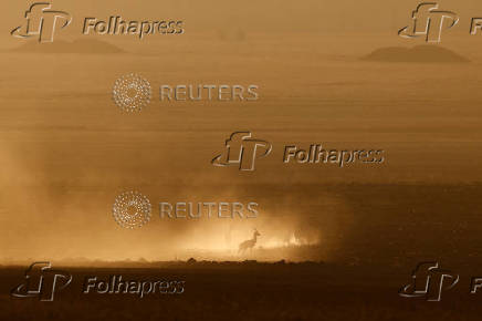 Gazelles are seen in a field near the Israel-Gaza border