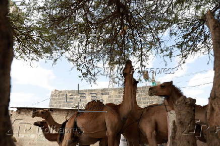 Climate change impacts herders in Yemen
