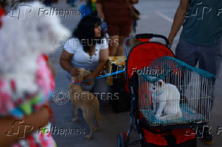 Mass sterilization campaign targets stray animal overpopulation in Ciudad Juarez
