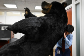Marty, the Moose, and Kodak, the Bear, are installed on Capitol Hill in Washington