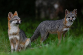 Gray Fox in the Sumidero Canyon nature reserve, In Chapa de Corzo