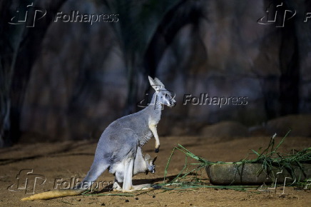 Cangurus que vieram do Texas (EUA), para o Aquário de São Paulo