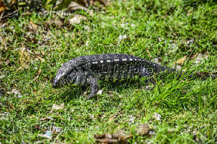 Vista de um lagarto Teiú