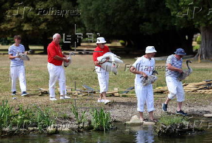 Annual swan upping ceremony along the River Thames