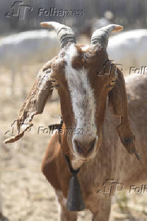Agropecuaria