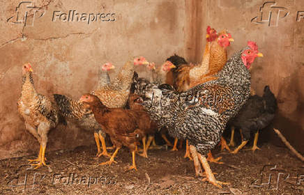 Suspensão de compra de frango pela China