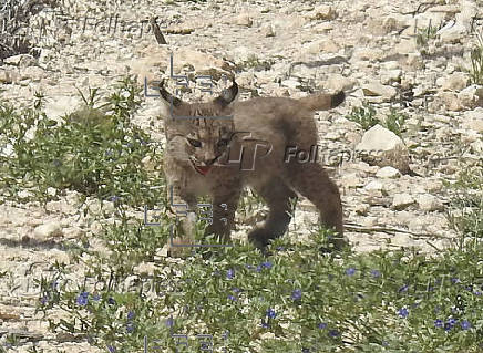 Nacen los dos primeros cachorros de lince ibérico en libertad en la Región de Murcia