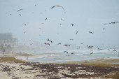 Sargassum seaweed season in Cancun
