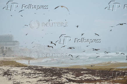 Sargassum seaweed season in Cancun