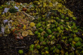 Galinhas se alimentam de restos em leira de compostagem em SJC