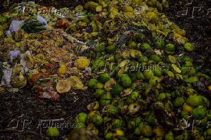 Galinhas se alimentam de restos em leira de compostagem em SJC